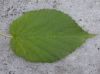 image of Davidia involucrata