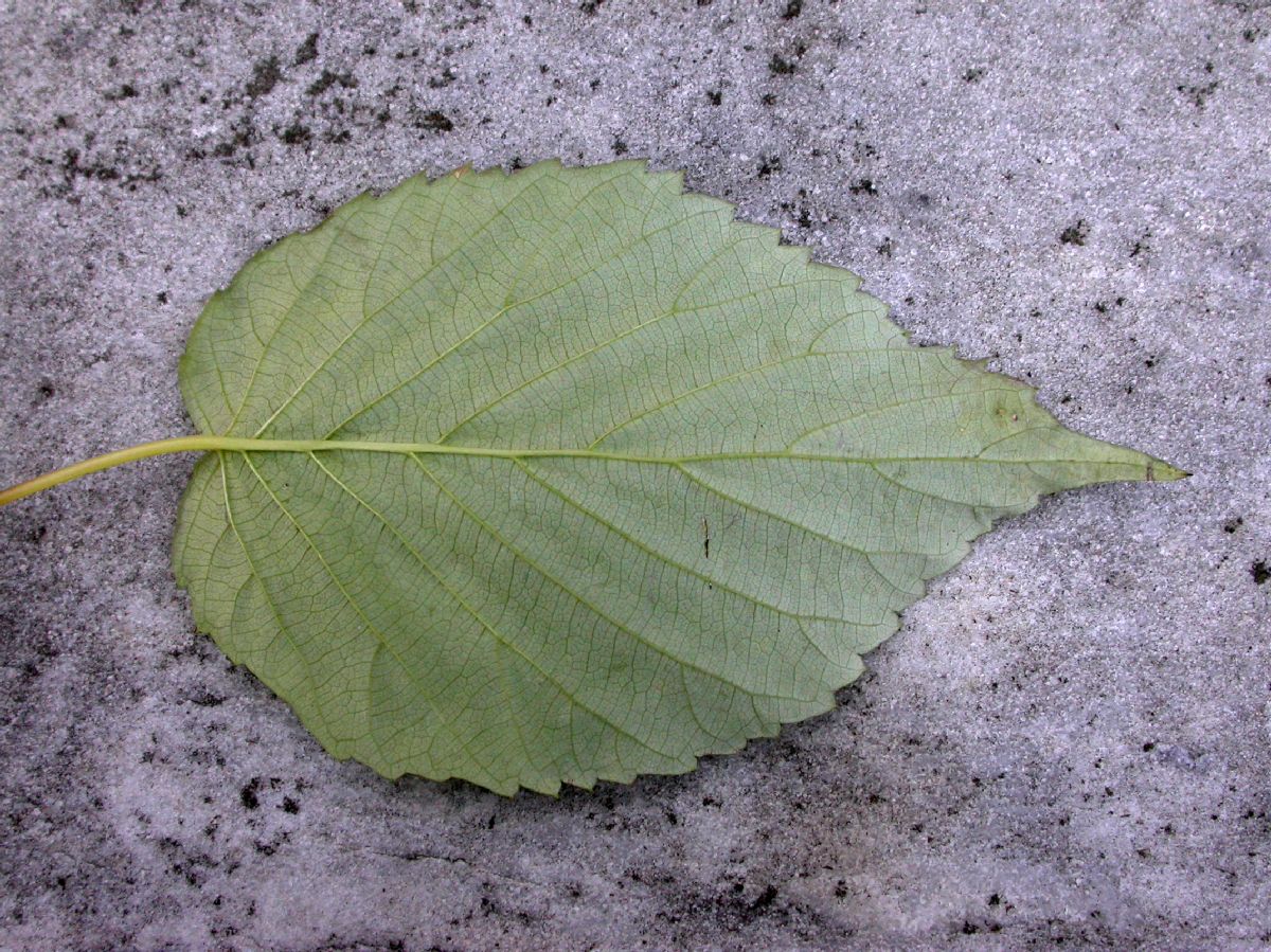 Cornaceae Davidia involucrata