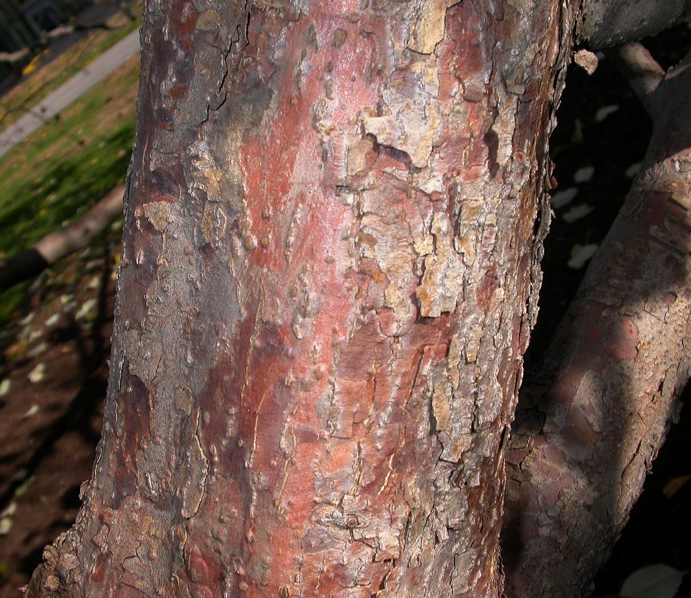 Cornaceae Davidia involucrata