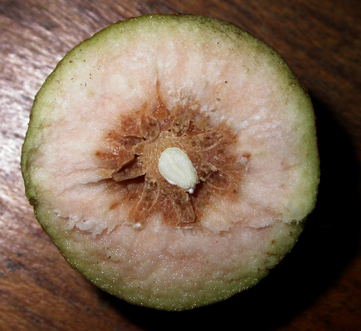 Cornaceae Davidia involucrata