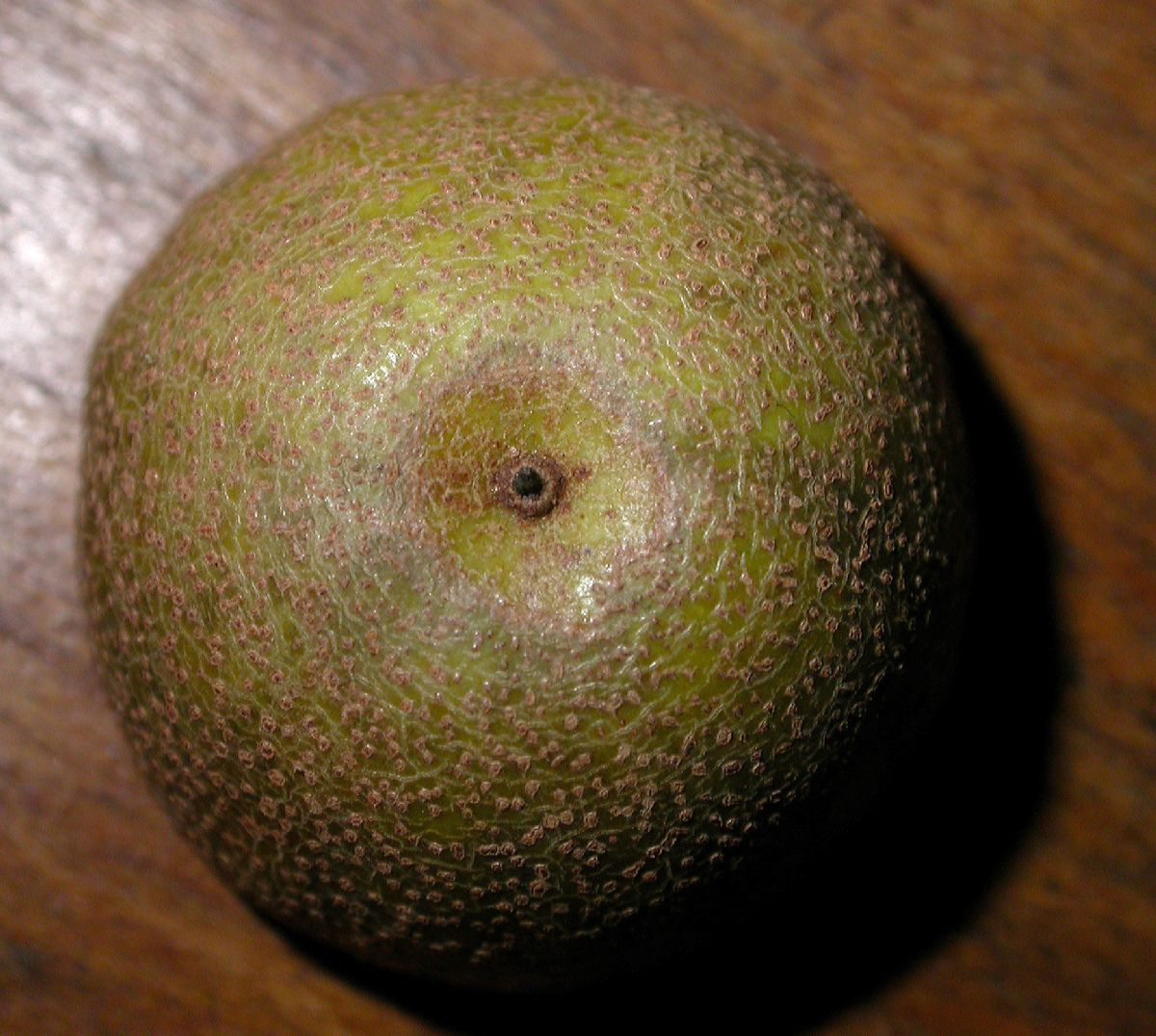 Cornaceae Davidia involucrata