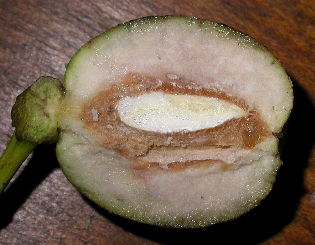 Cornaceae Davidia involucrata