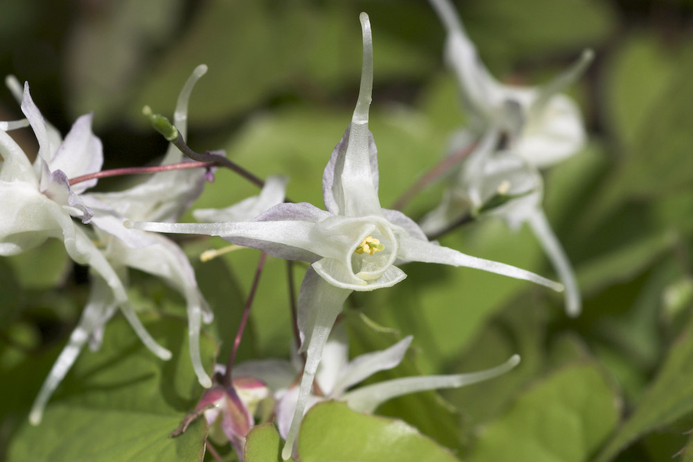 Berberidaceae Epimedium grandiflorum