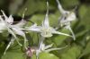 image of Epimedium grandiflorum