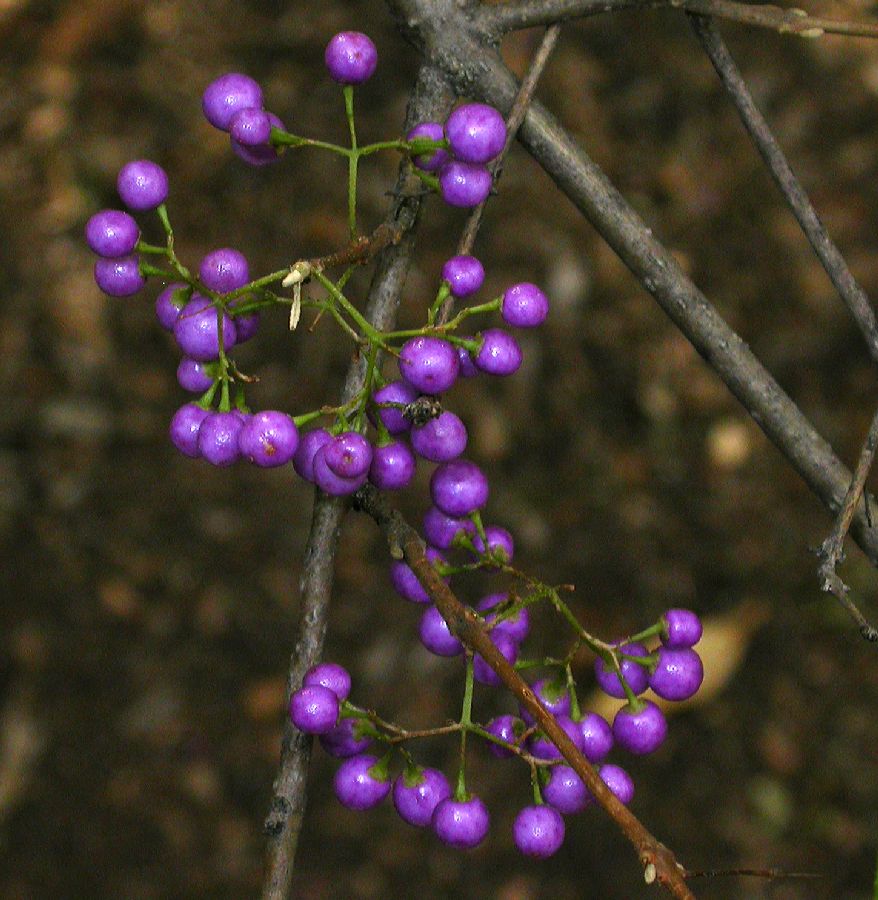 Lamiaceae Callicarpa dichotoma