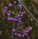 image of Callicarpa dichotoma