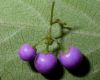 image of Callicarpa dichotoma