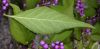 image of Callicarpa japonica