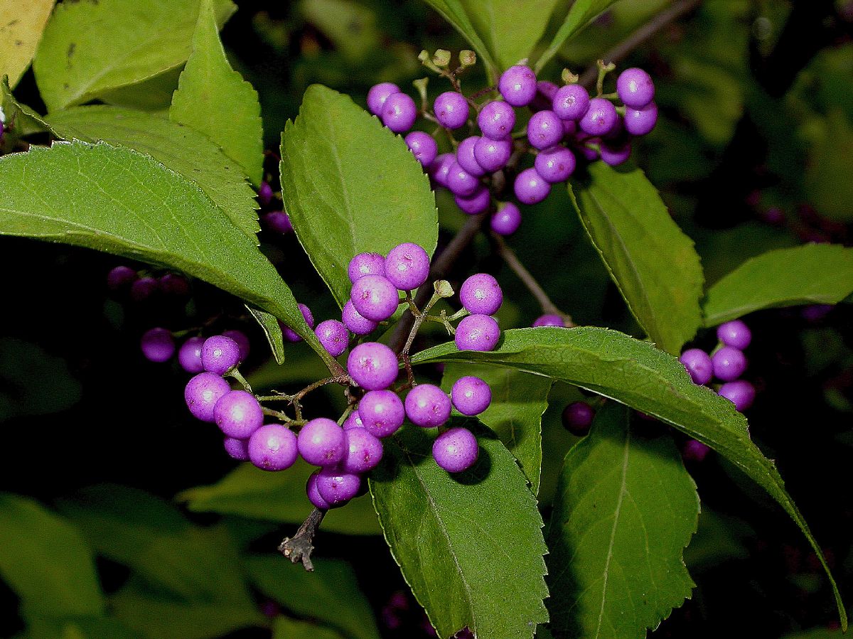 Lamiaceae Callicarpa japonica