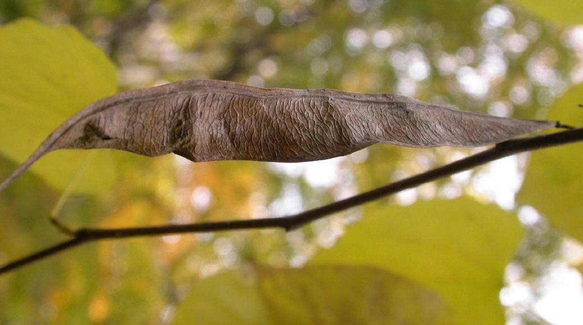 Fabaceae Cercis canadensis