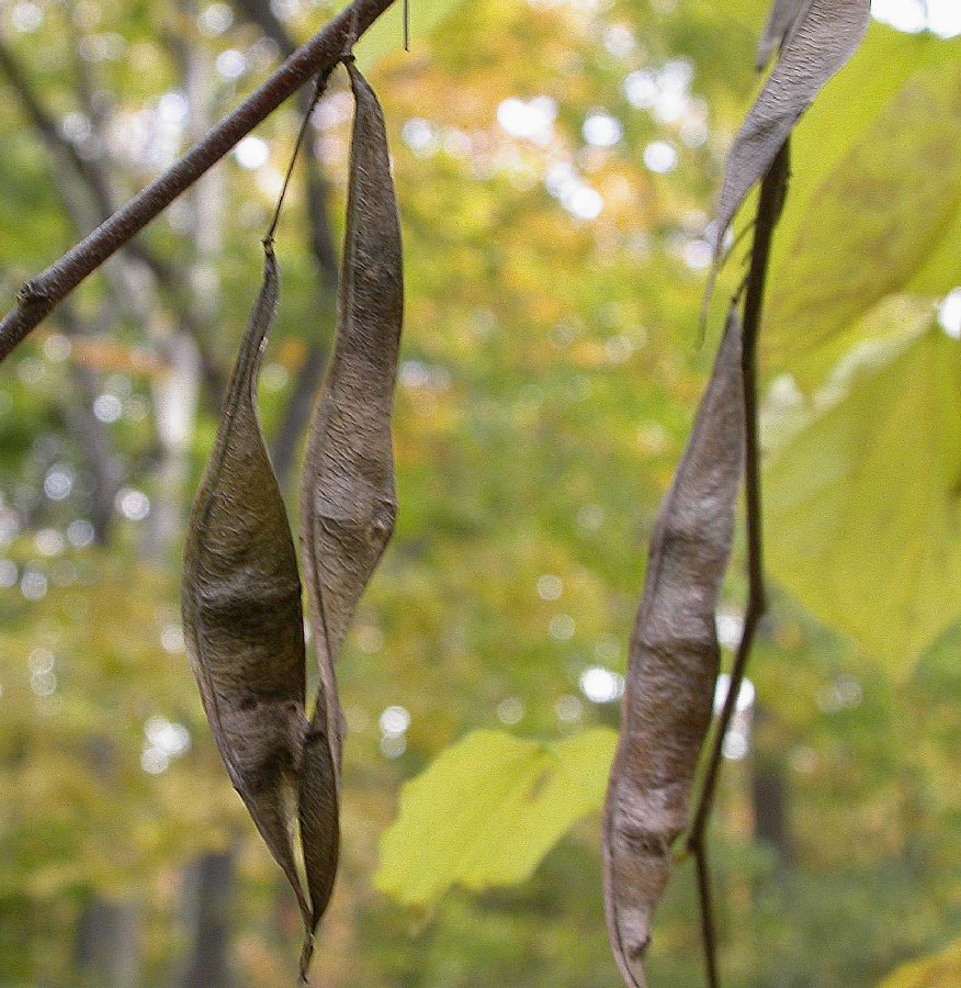 Fabaceae Cercis canadensis