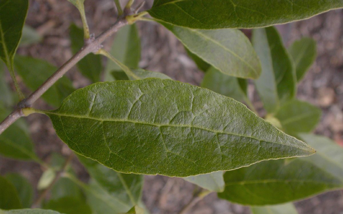 Oleaceae Chionanthus retusus