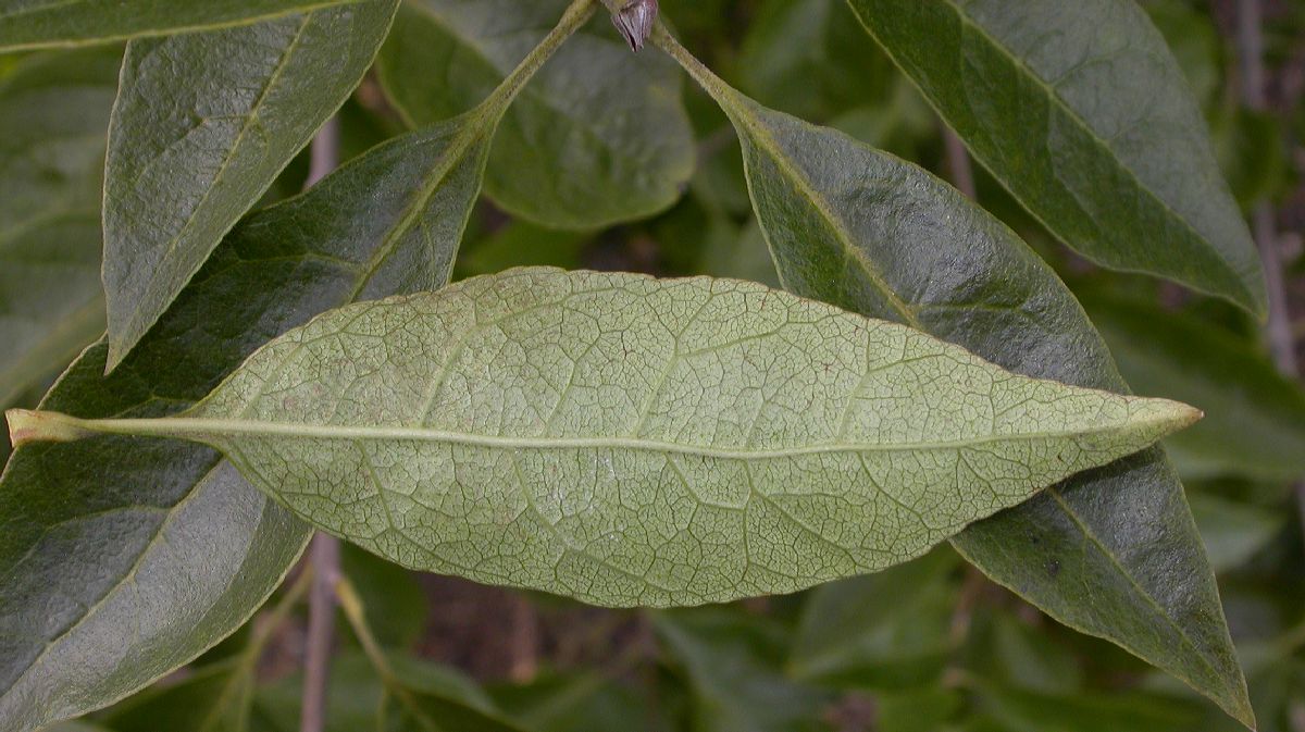 Oleaceae Chionanthus retusus