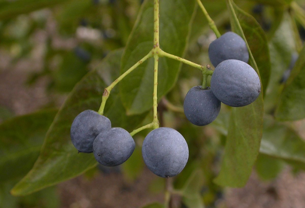 Oleaceae Chionanthus retusus