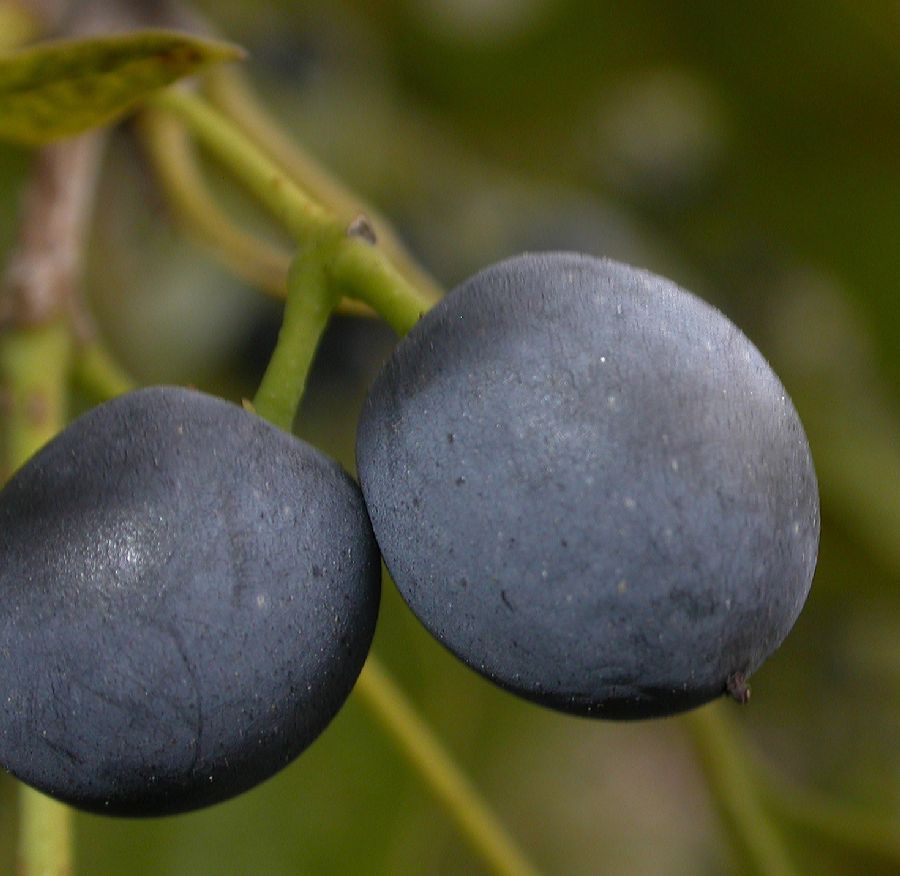 Oleaceae Chionanthus retusus