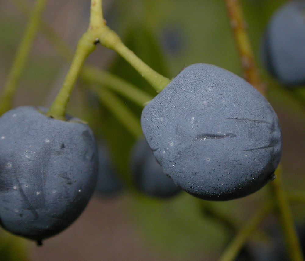 Oleaceae Chionanthus retusus