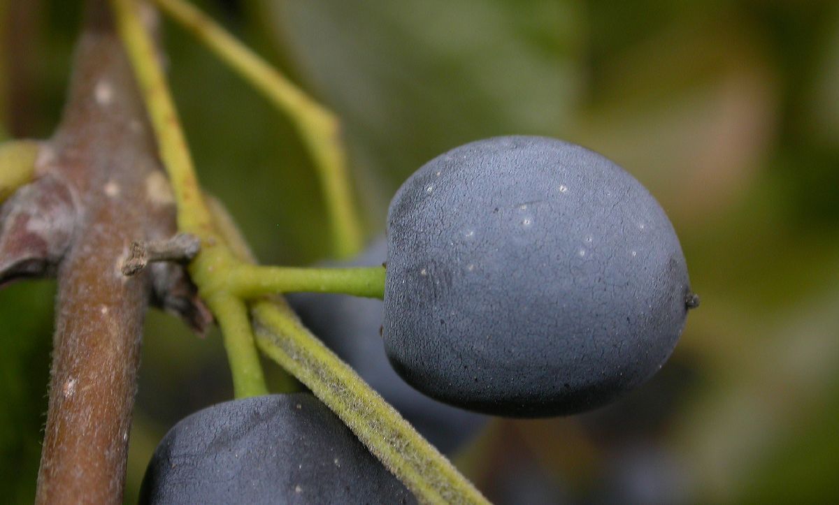 Oleaceae Chionanthus retusus