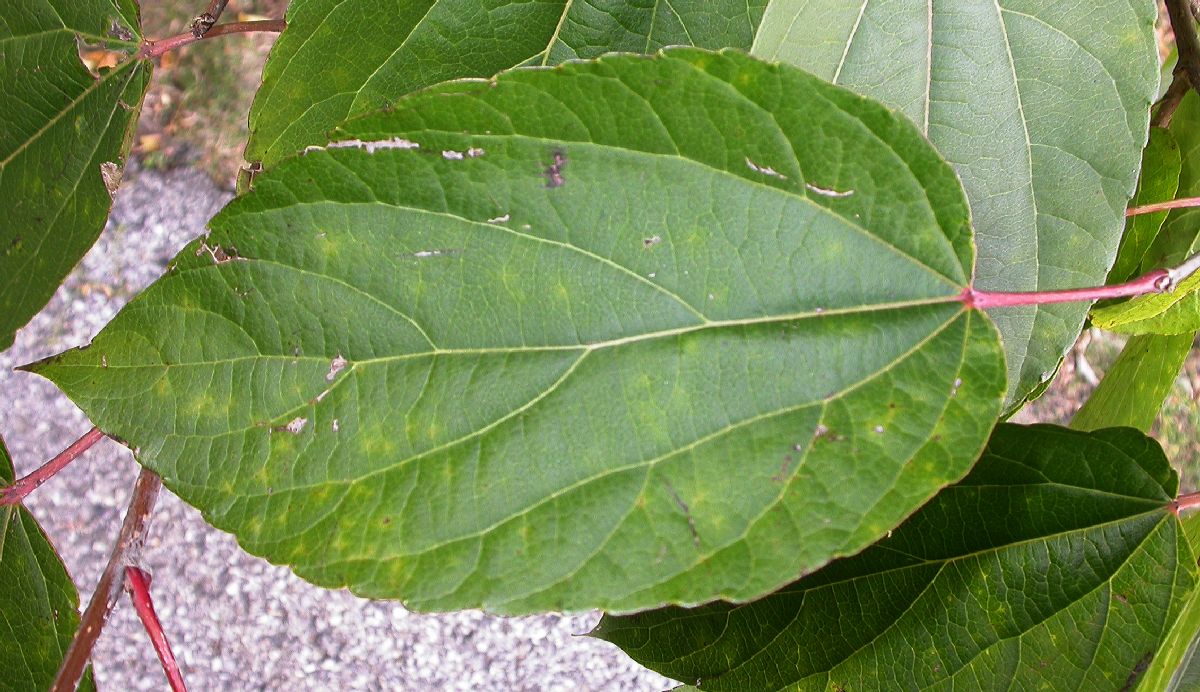 Salicaceae Poliothyrsis sinensis