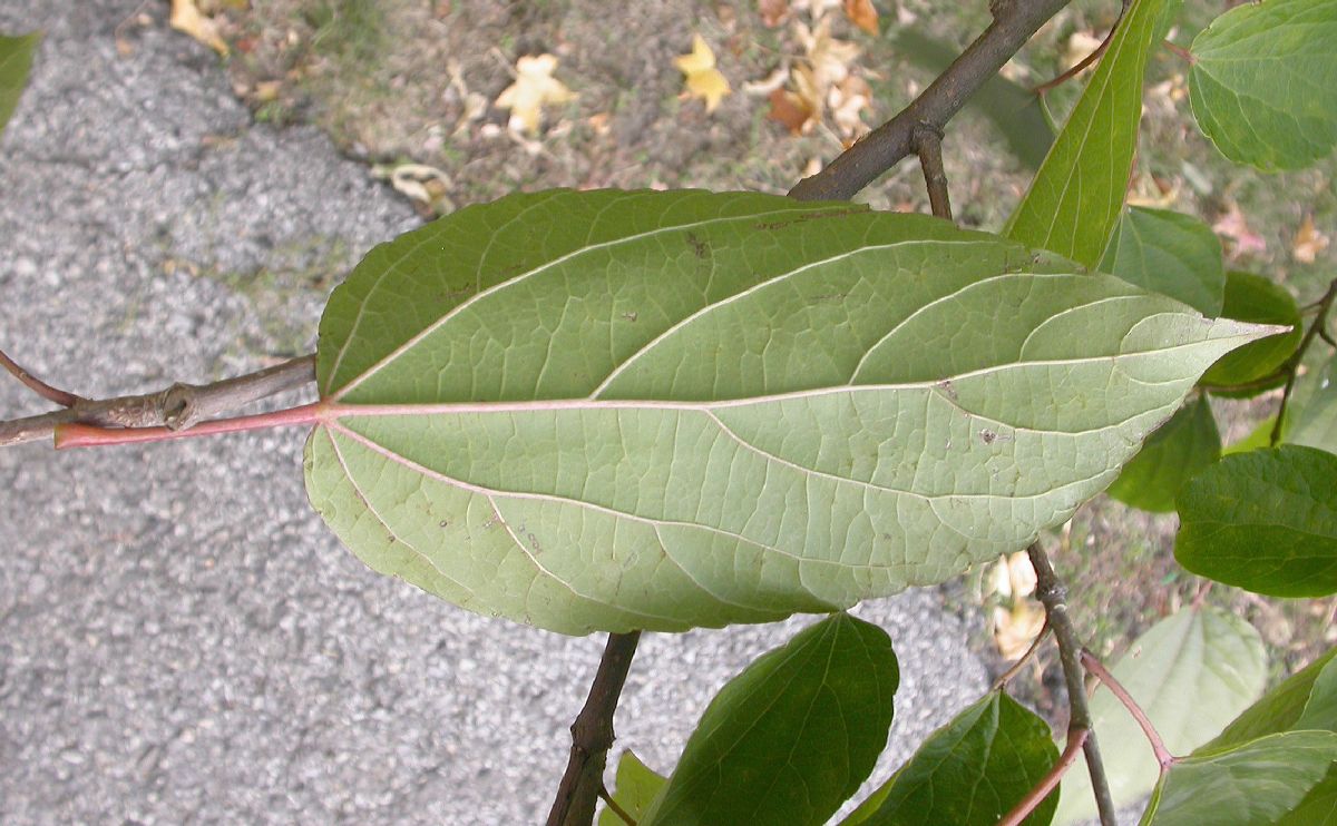 Salicaceae Poliothyrsis sinensis