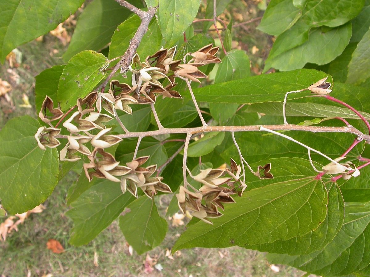 Salicaceae Poliothyrsis sinensis