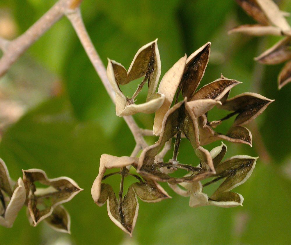 Salicaceae Poliothyrsis sinensis