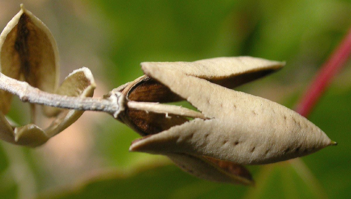 Salicaceae Poliothyrsis sinensis