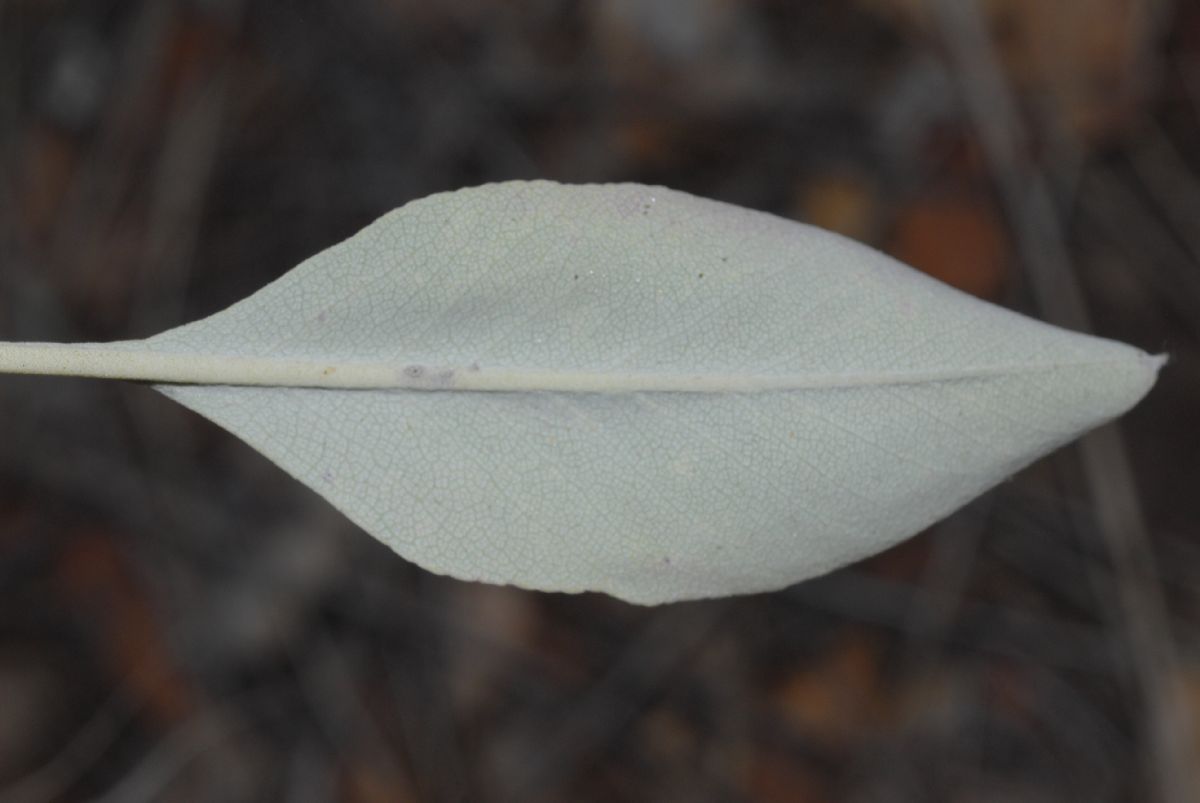 Lamiaceae Salvia apiana