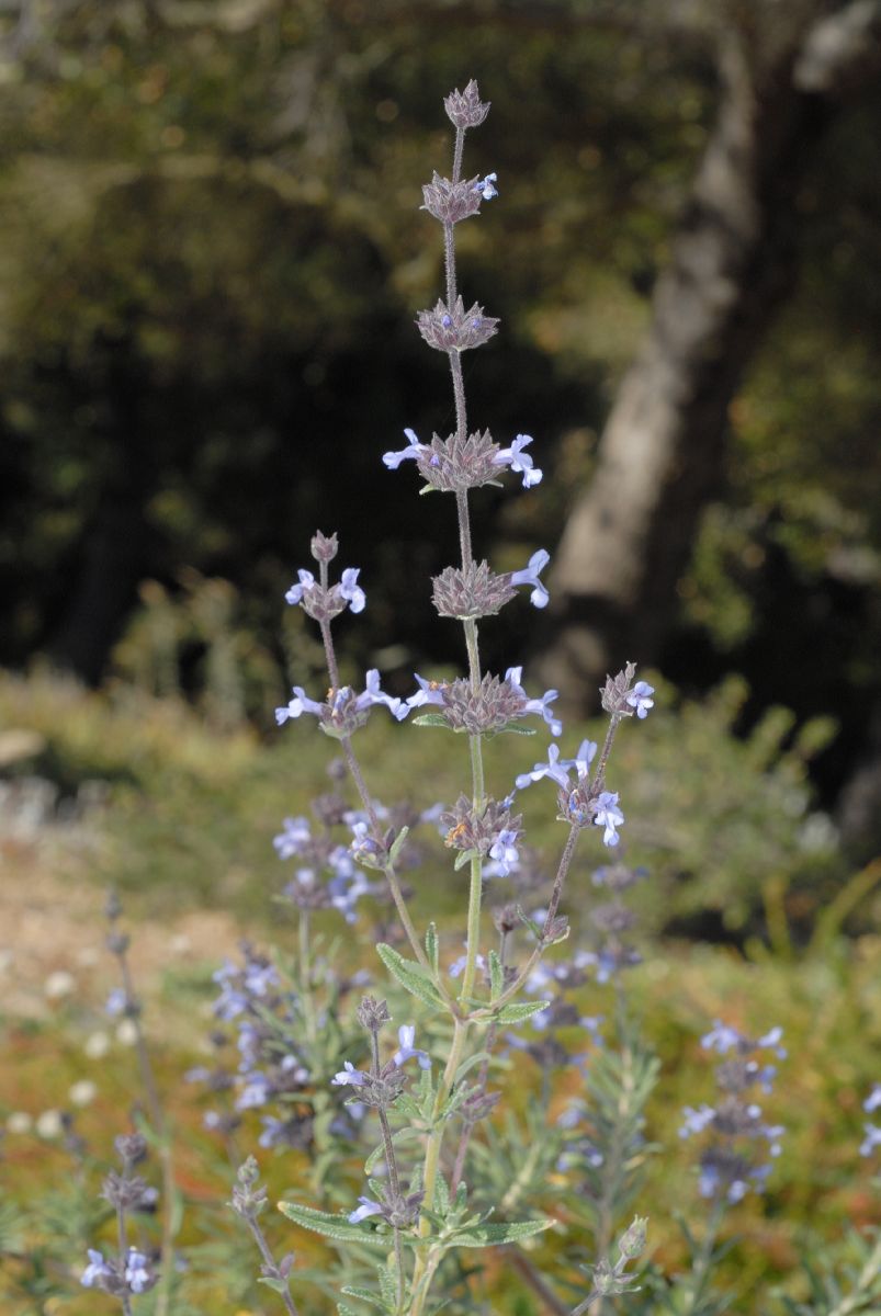 Lamiaceae Salvia brandegeei