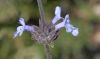 image of Salvia brandegeei