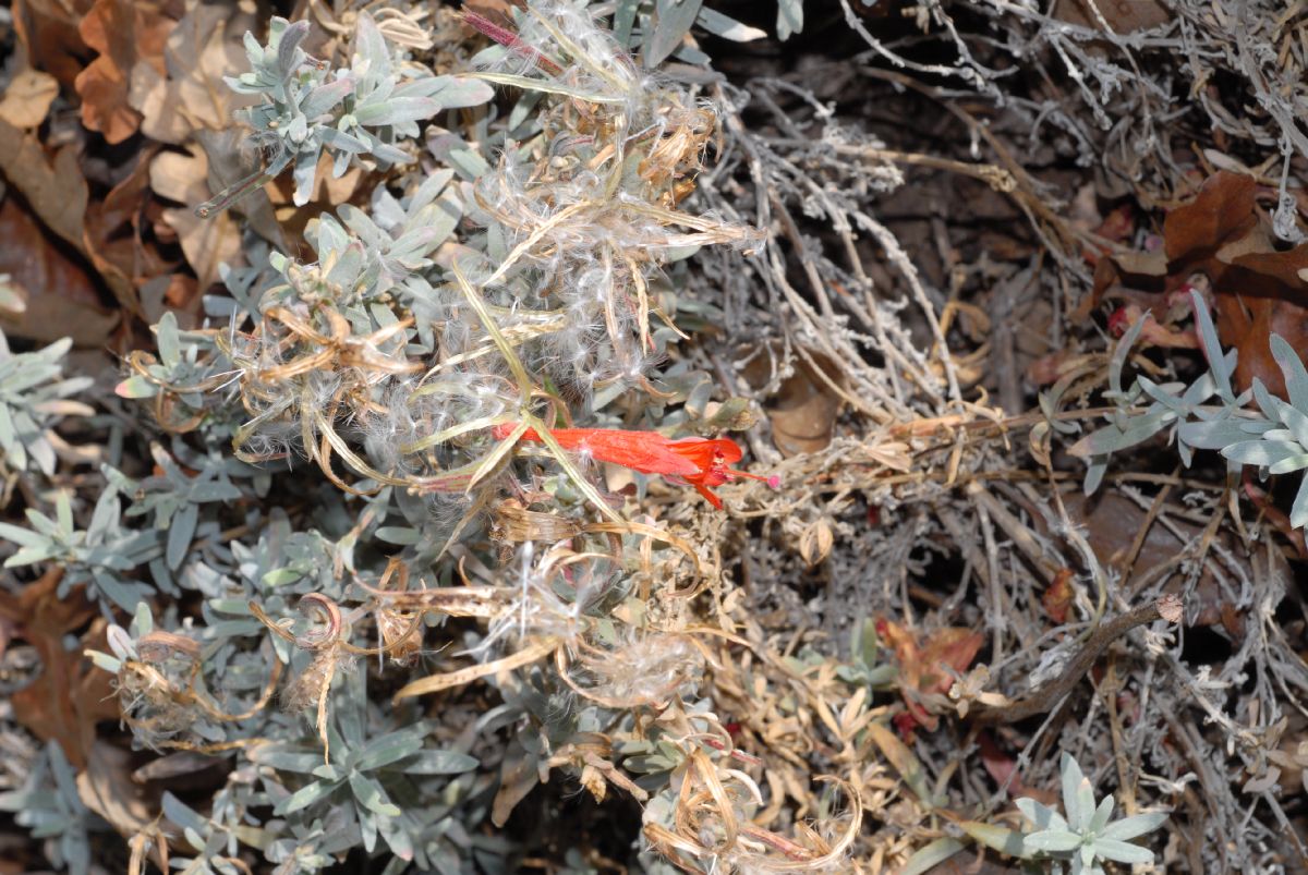 Onagraceae Epilobium californica