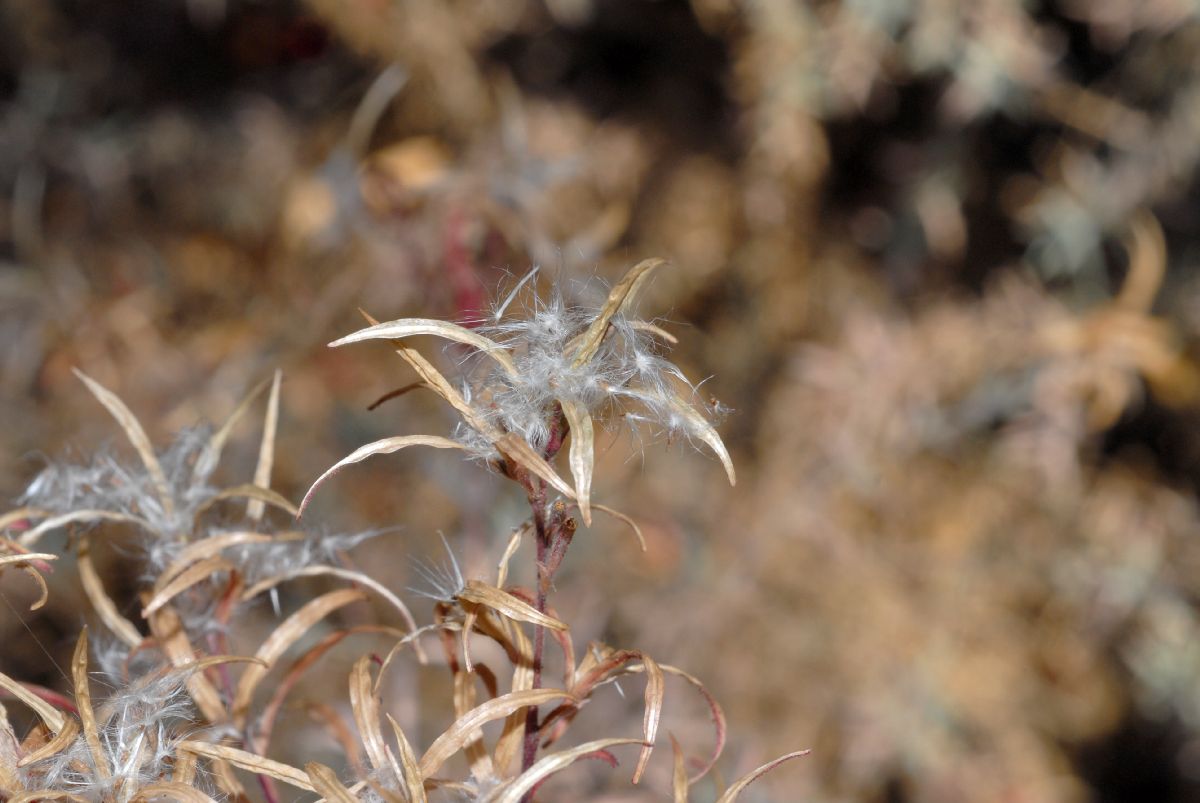 Onagraceae Epilobium californica