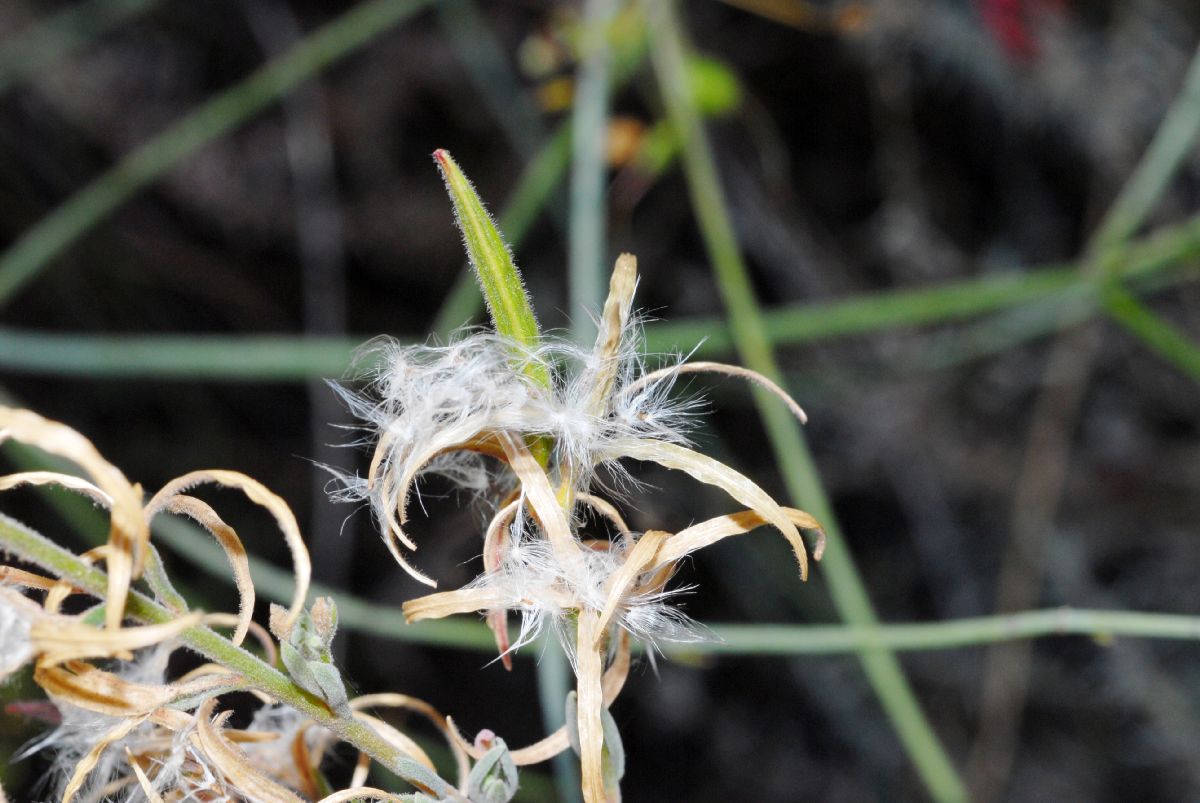 Onagraceae Epilobium californica