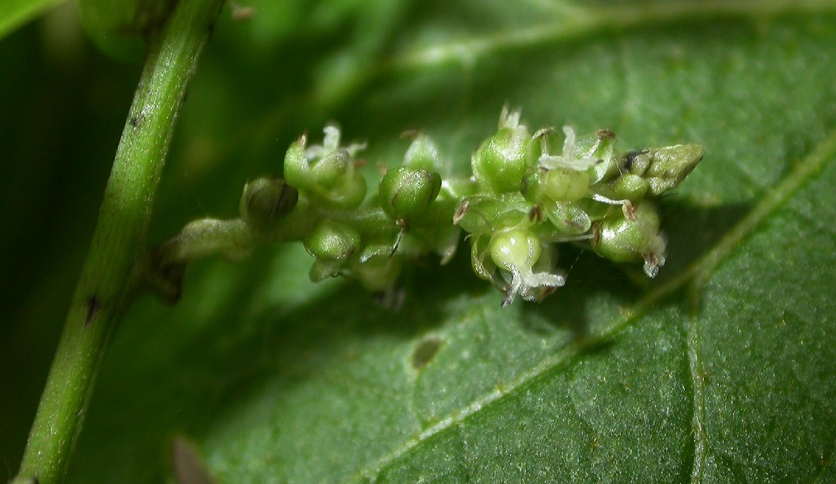 Amaranthaceae Deeringia amaranthoides