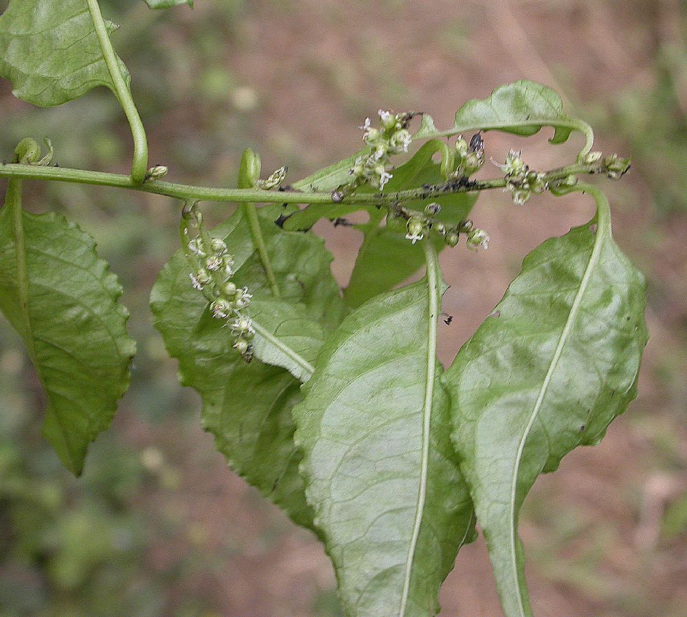 Amaranthaceae Deeringia amaranthoides