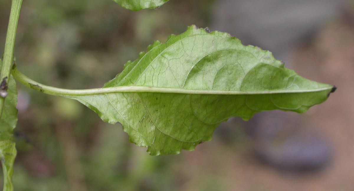 Amaranthaceae Deeringia amaranthoides