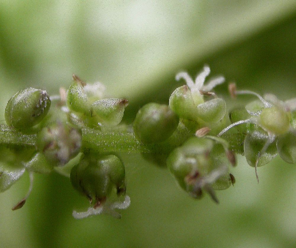 Amaranthaceae Deeringia amaranthoides