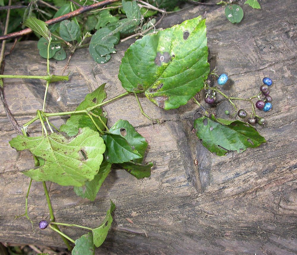 Vitaceae Ampelopsis 