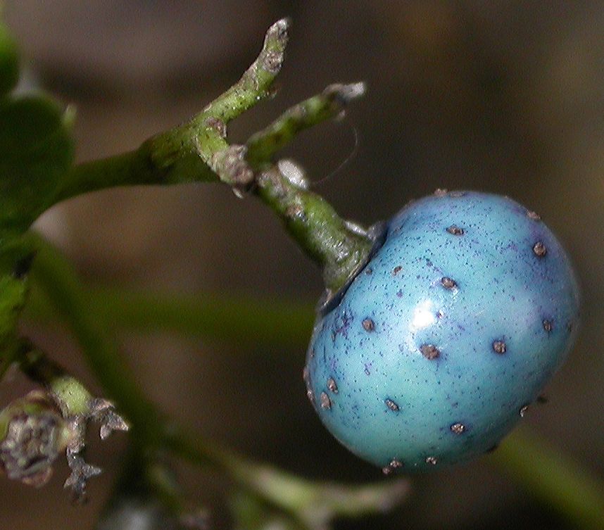 Vitaceae Ampelopsis 