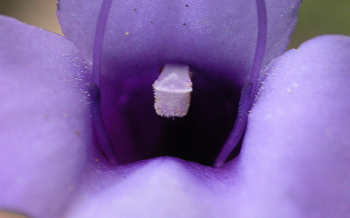Scrophulariaceae  