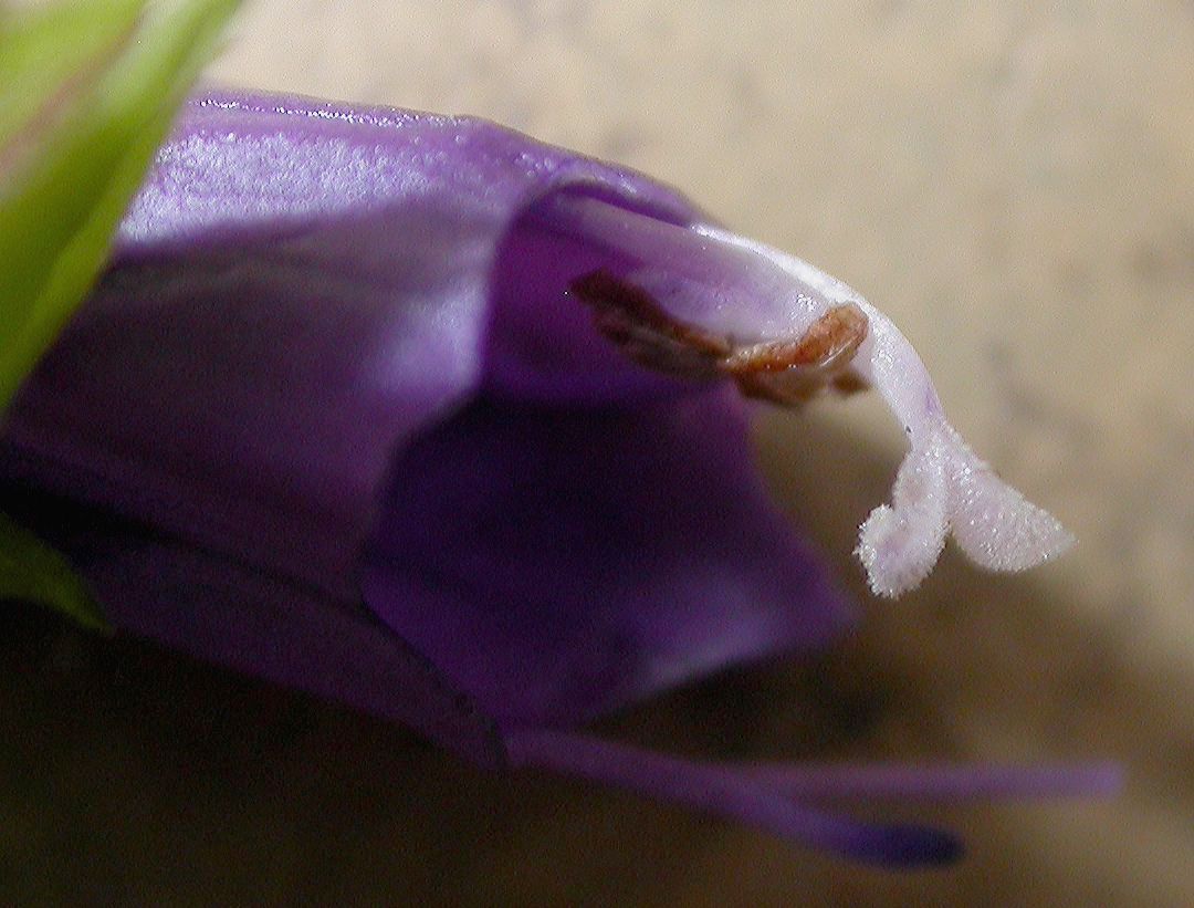 Scrophulariaceae  