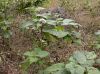 image of Clerodendrum chinese