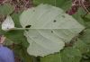 image of Clerodendrum chinese