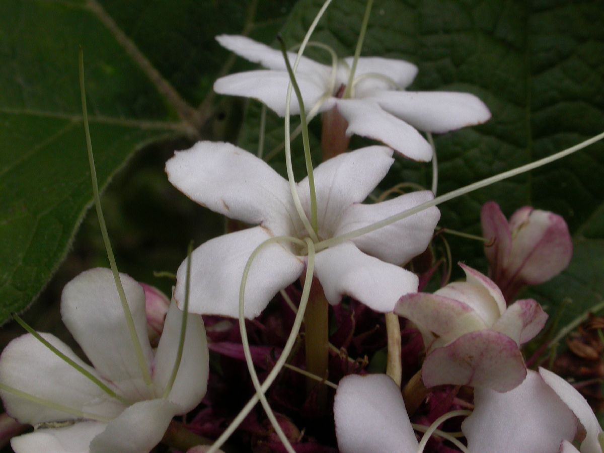 Lamiaceae Clerodendrum chinese