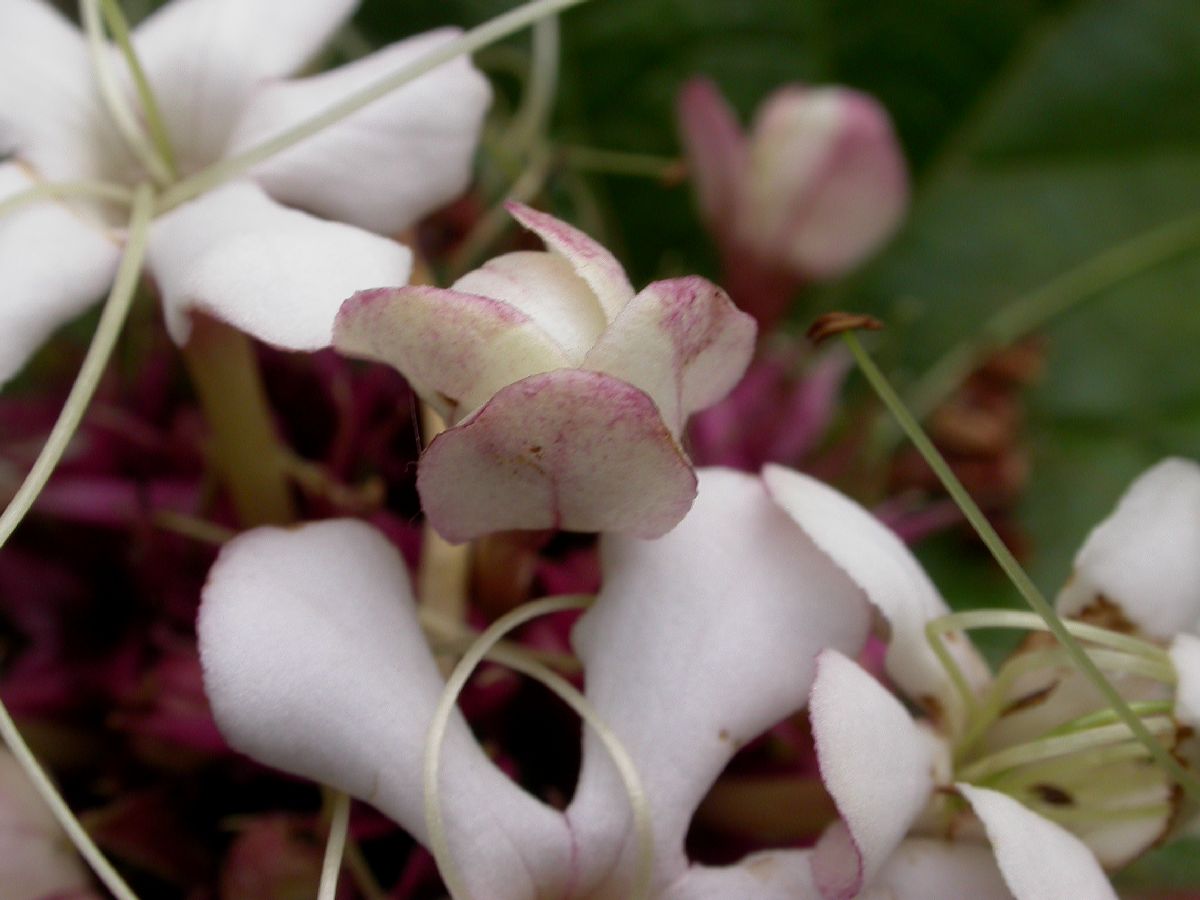 Lamiaceae Clerodendrum chinese