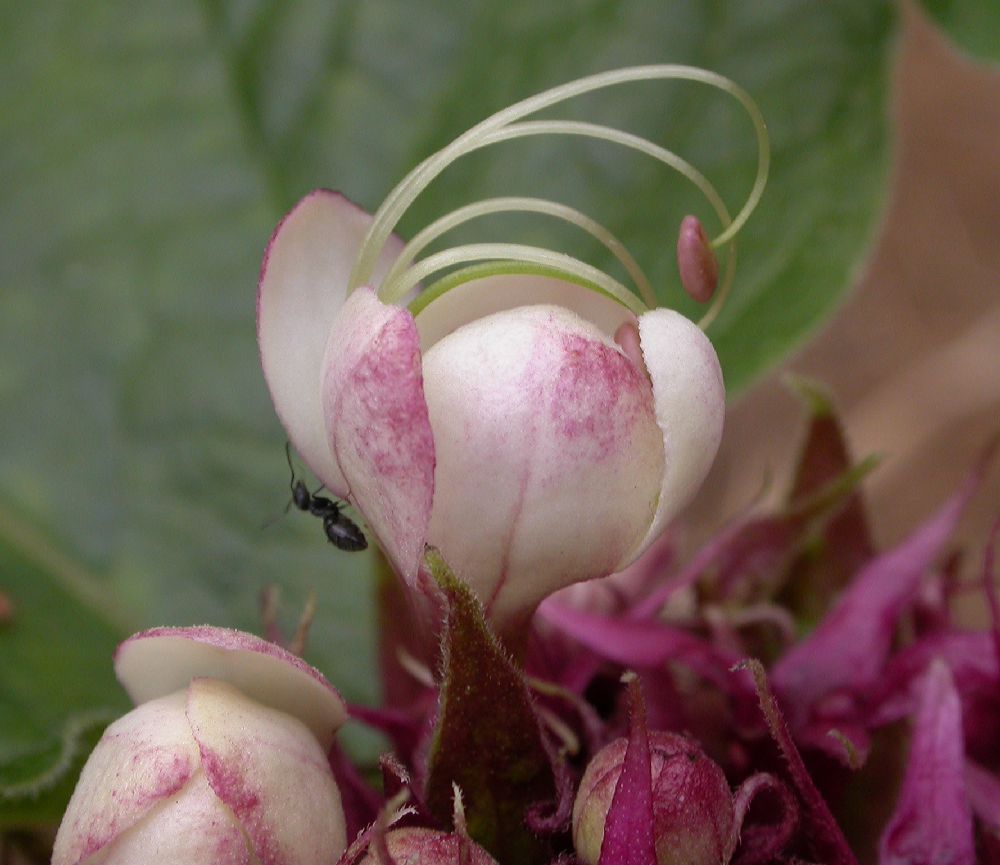 Lamiaceae Clerodendrum chinese