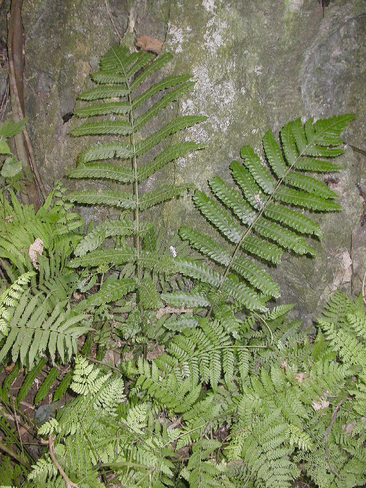 Dryopteridaceae Ctenitis 