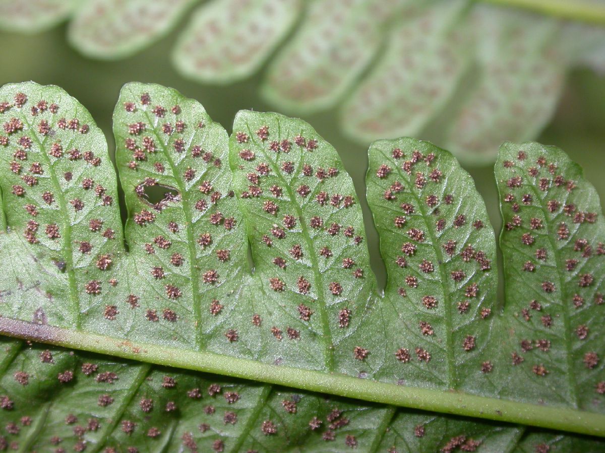 Dryopteridaceae Ctenitis 