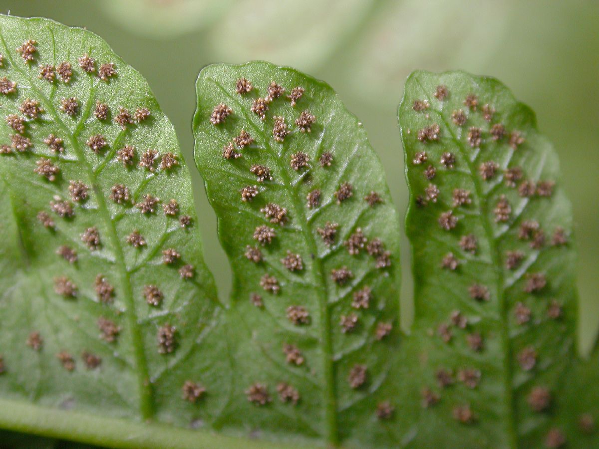 Dryopteridaceae Ctenitis 