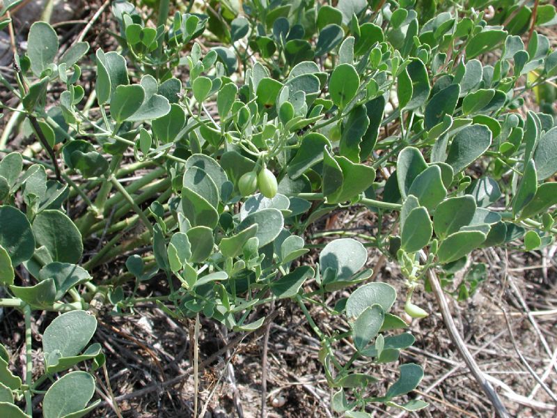 Capparaceae Capparis spinosa