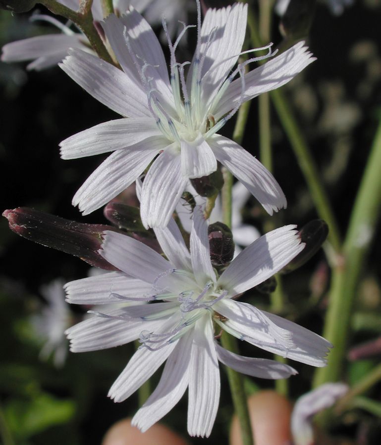 Asteraceae Cichorium intybus